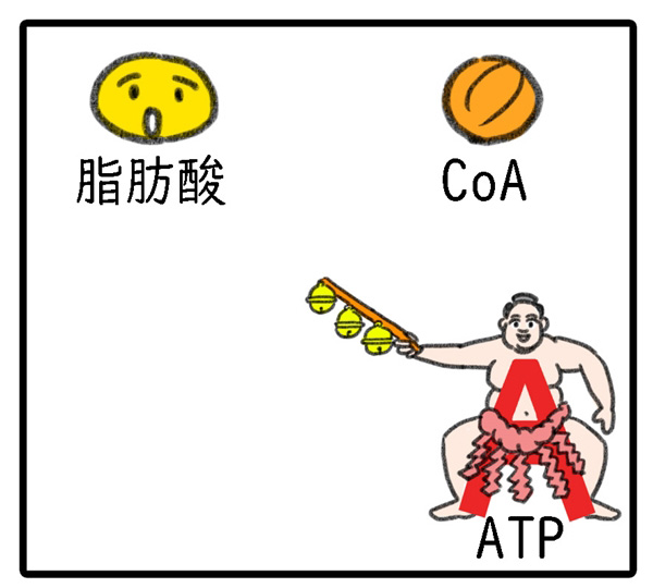 脂肪酸、CoA、ATP