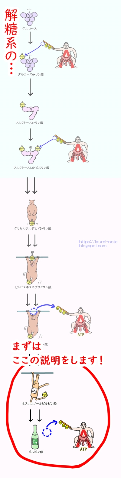 基質的リン酸化の説明（ホスホエノールピルビン酸からピルビン酸