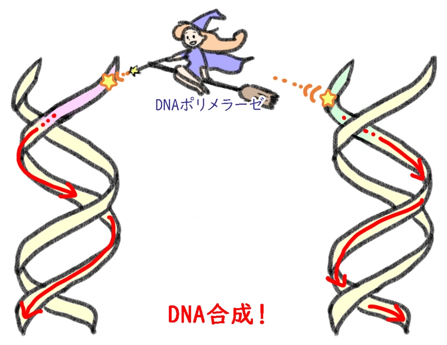 4ポリメラーゼによるDNA合成