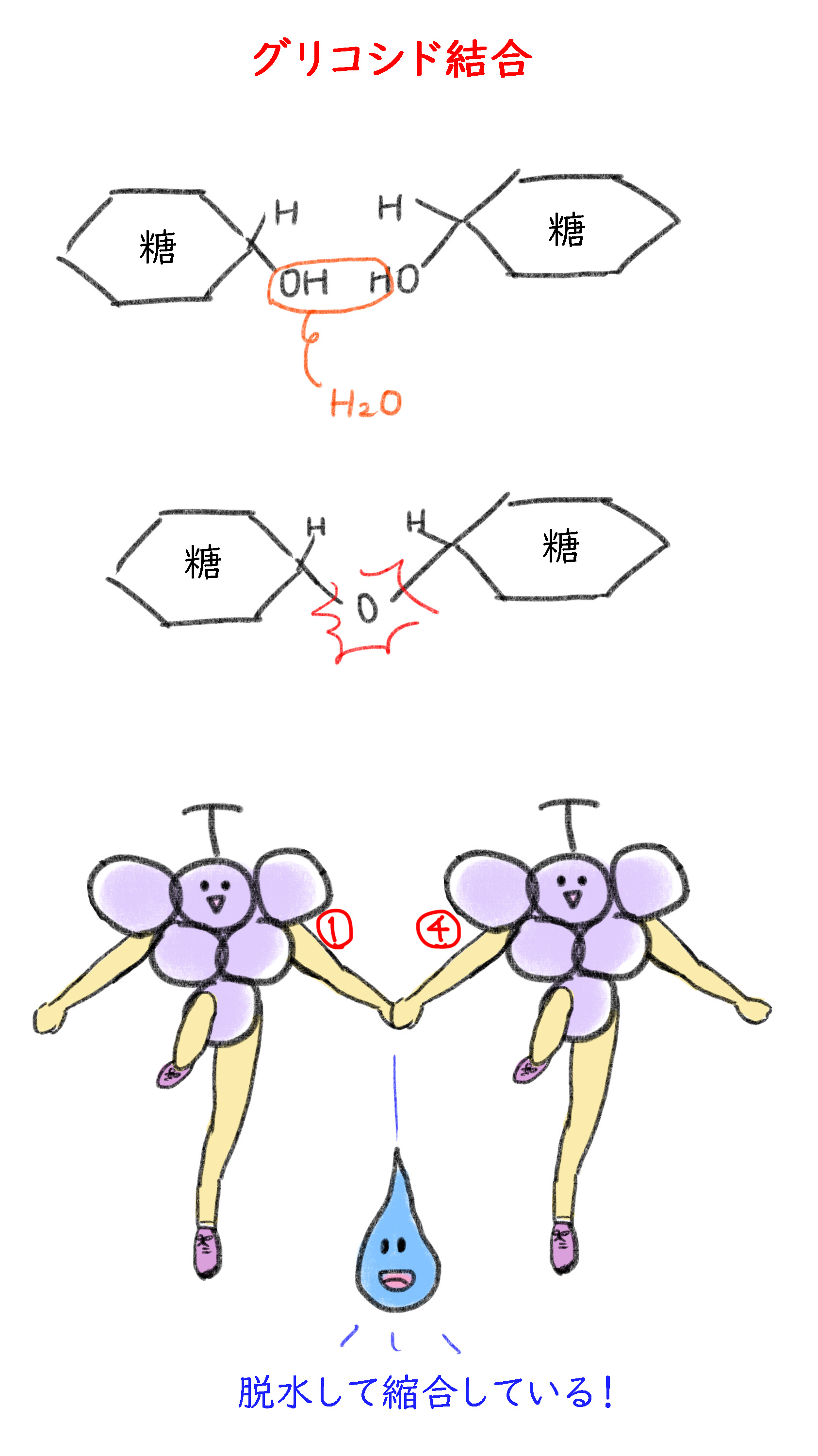 グリコシド結合の説明