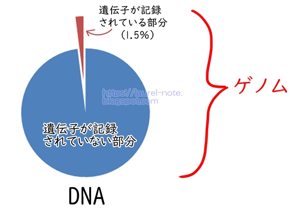ゲノム(遺伝子情報を持つ部分は1.5％)