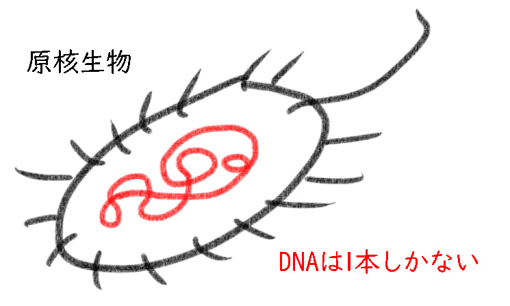 原核生物のDNA