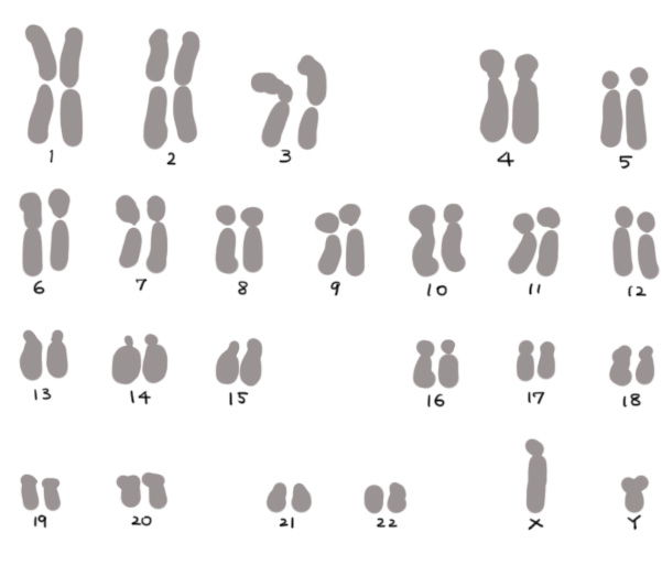教科書の染色体 1