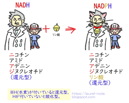 NADとNADPHの違い