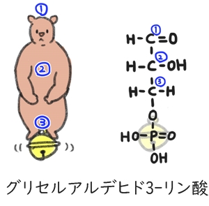 グリセルアルデヒド3-リン酸と構造式.jpg