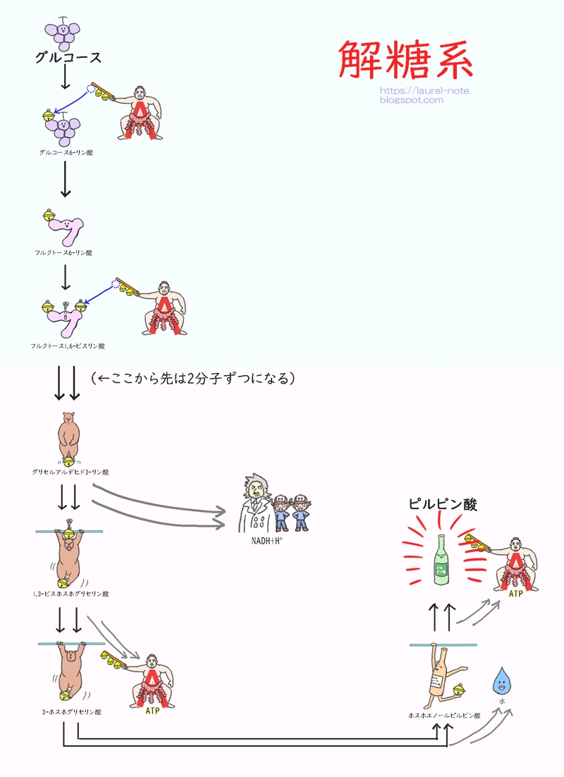 解糖系の簡単な図（アルコール発酵用